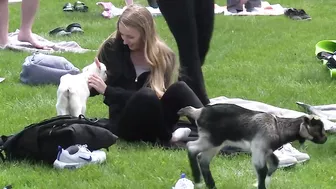 VIDEO | Wisconsin university tries goat yoga to ease stress before final exams