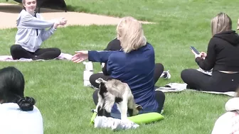 VIDEO | Wisconsin university tries goat yoga to ease stress before final exams