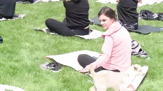 VIDEO | Wisconsin university tries goat yoga to ease stress before final exams