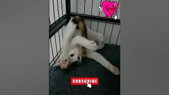 Flexible Fighting cat ???? #fyp #fypshorts #furbabies #funnyshorts #funny #kittens #funnycat #catlovers