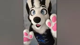 BEST Furry Tik Toks compilation 112 #shorts #furrytiktok #furry #furrycompilation