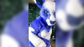 BEST Furry Tik Toks compilation 112 #shorts #furrytiktok #furry #furrycompilation