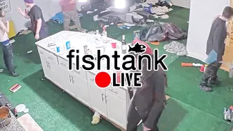 Fishtank.live TV Sitcom Short Intro (Rocky Stream)