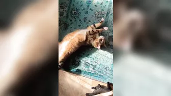 Cat rolls stretches so sweet kitty stretching @AnnaCatVideosandArt