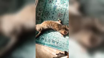 Cat rolls stretches so sweet kitty stretching @AnnaCatVideosandArt