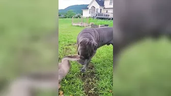 Funny Goose & Pup Form Unlikely Friendship!