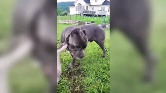 Funny Goose & Pup Form Unlikely Friendship!