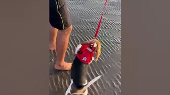 Laddu enjoying in the beach #dog #funny #beagle #puppy #laddu #beach