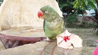 So Funny Parrots Compilation