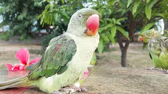 So Funny Parrots Compilation