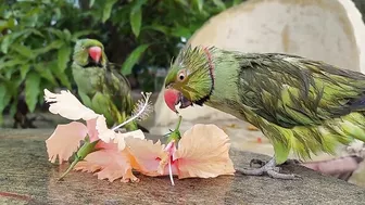 So Funny Parrots Compilation