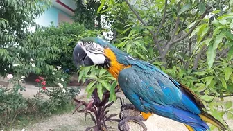 So Funny Parrots Compilation