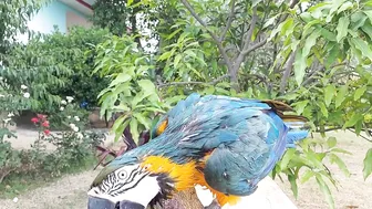 So Funny Parrots Compilation