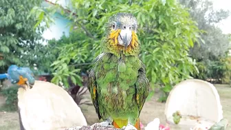 So Funny Parrots Compilation