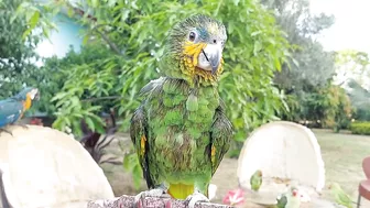 So Funny Parrots Compilation