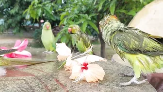 So Funny Parrots Compilation