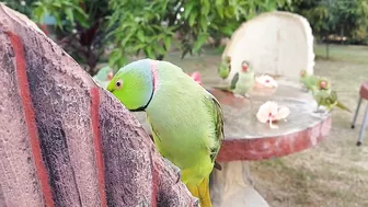 So Funny Parrots Compilation