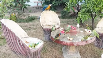 So Funny Parrots Compilation