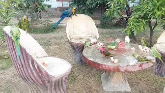 So Funny Parrots Compilation