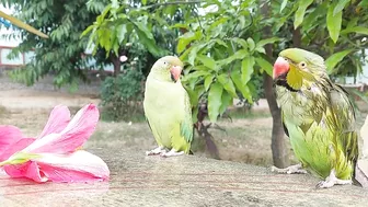 So Funny Parrots Compilation