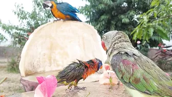 So Funny Parrots Compilation