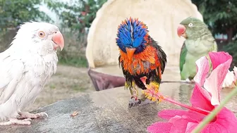 So Funny Parrots Compilation