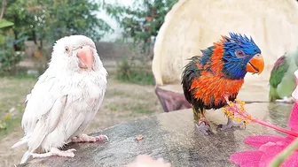 So Funny Parrots Compilation