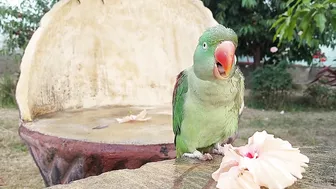 So Funny Parrots Compilation