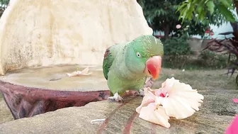 So Funny Parrots Compilation