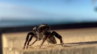 Wholesome Tiny Spider Encounter at the Beach