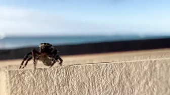 Wholesome Tiny Spider Encounter at the Beach