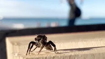 Wholesome Tiny Spider Encounter at the Beach