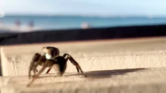 Wholesome Tiny Spider Encounter at the Beach