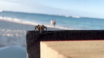 Wholesome Tiny Spider Encounter at the Beach