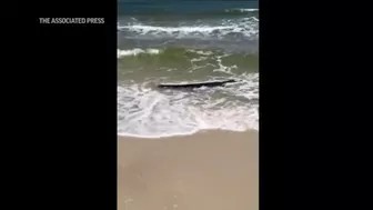 Gator enjoys beach waves in Alabama