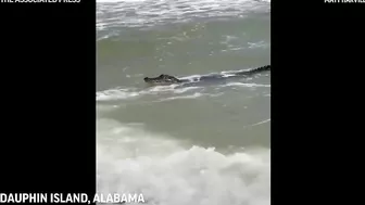 Gator enjoys beach waves in Alabama