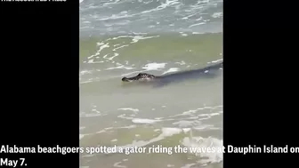 Gator enjoys beach waves in Alabama