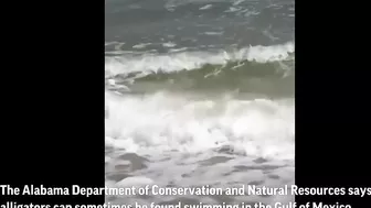 Gator enjoys beach waves in Alabama