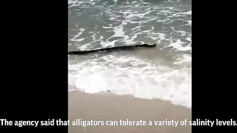 Gator enjoys beach waves in Alabama