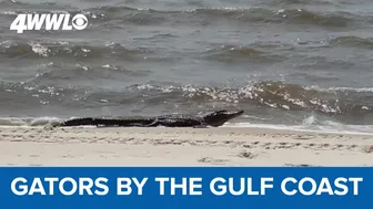 Gators hit the beaches in the Gulf Coast during breeding season