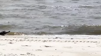 Gators hit the beaches in the Gulf Coast during breeding season