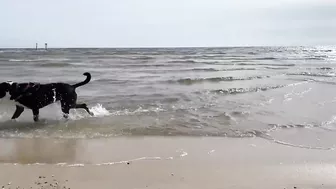 Gators hit the beaches in the Gulf Coast during breeding season