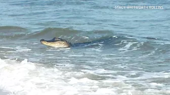 Gators hit the beaches in the Gulf Coast during breeding season