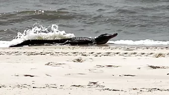 Gators hit the beaches in the Gulf Coast during breeding season