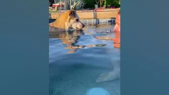 Funny Pup Learns to Blow Bubbles in Pool!