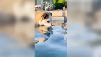 Funny Pup Learns to Blow Bubbles in Pool!