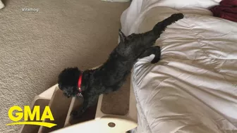 Dog performs morning 'yoga' | GMA