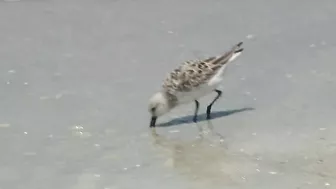 Visitors spot brown, discolored water at some Florida beaches