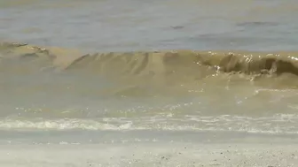 Visitors spot brown, discolored water at some Florida beaches