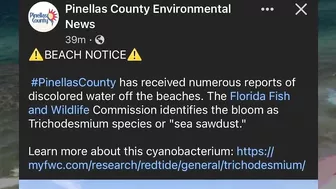 Visitors spot brown, discolored water at some Florida beaches